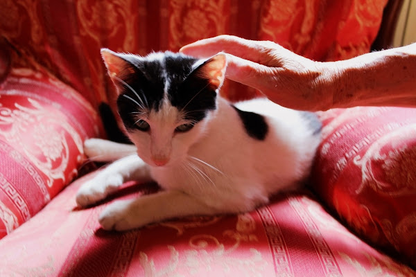 L'amore per un gatto allevia la solitudine.. di Ingles Alberti