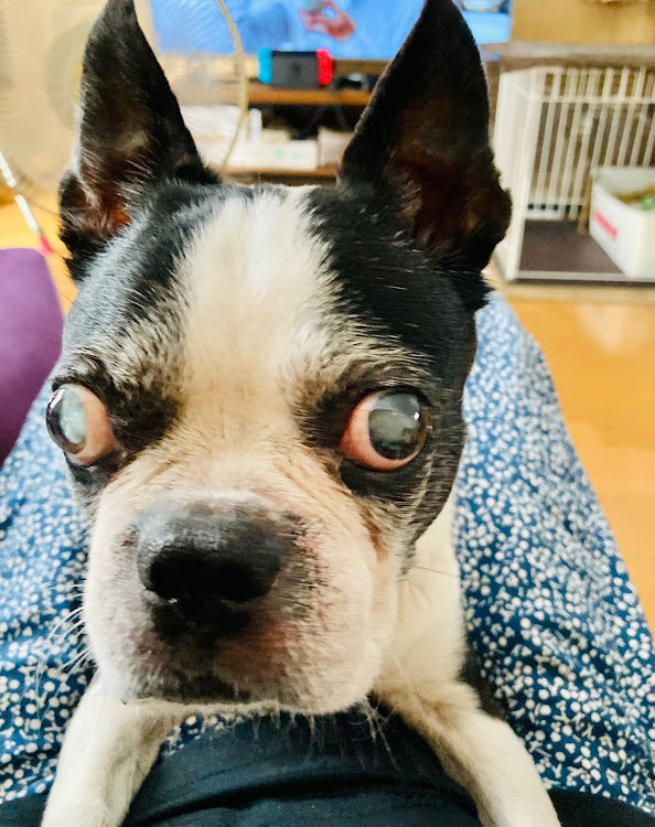 ノートの洗車✨✨・ホイール変えました🛞・軽いホイールほ良い・ぶさかわ犬☺️に関するカスタム事例の投稿画像8枚目