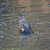 American Robin