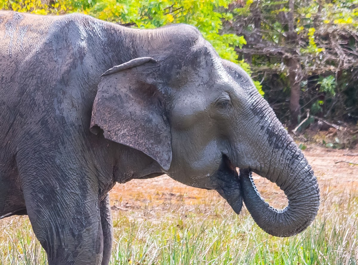 Sri Lankan elephant (male)