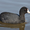 American Coot