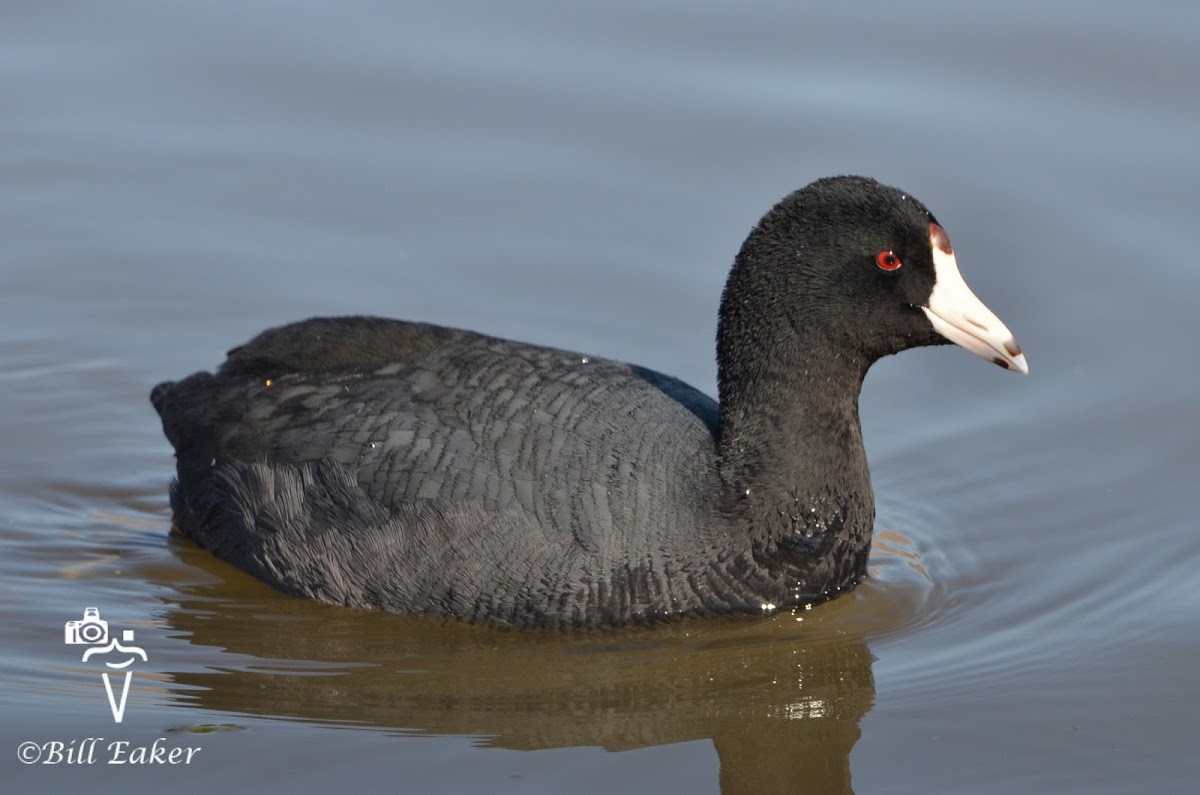 American Coot