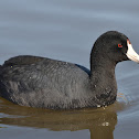 American Coot