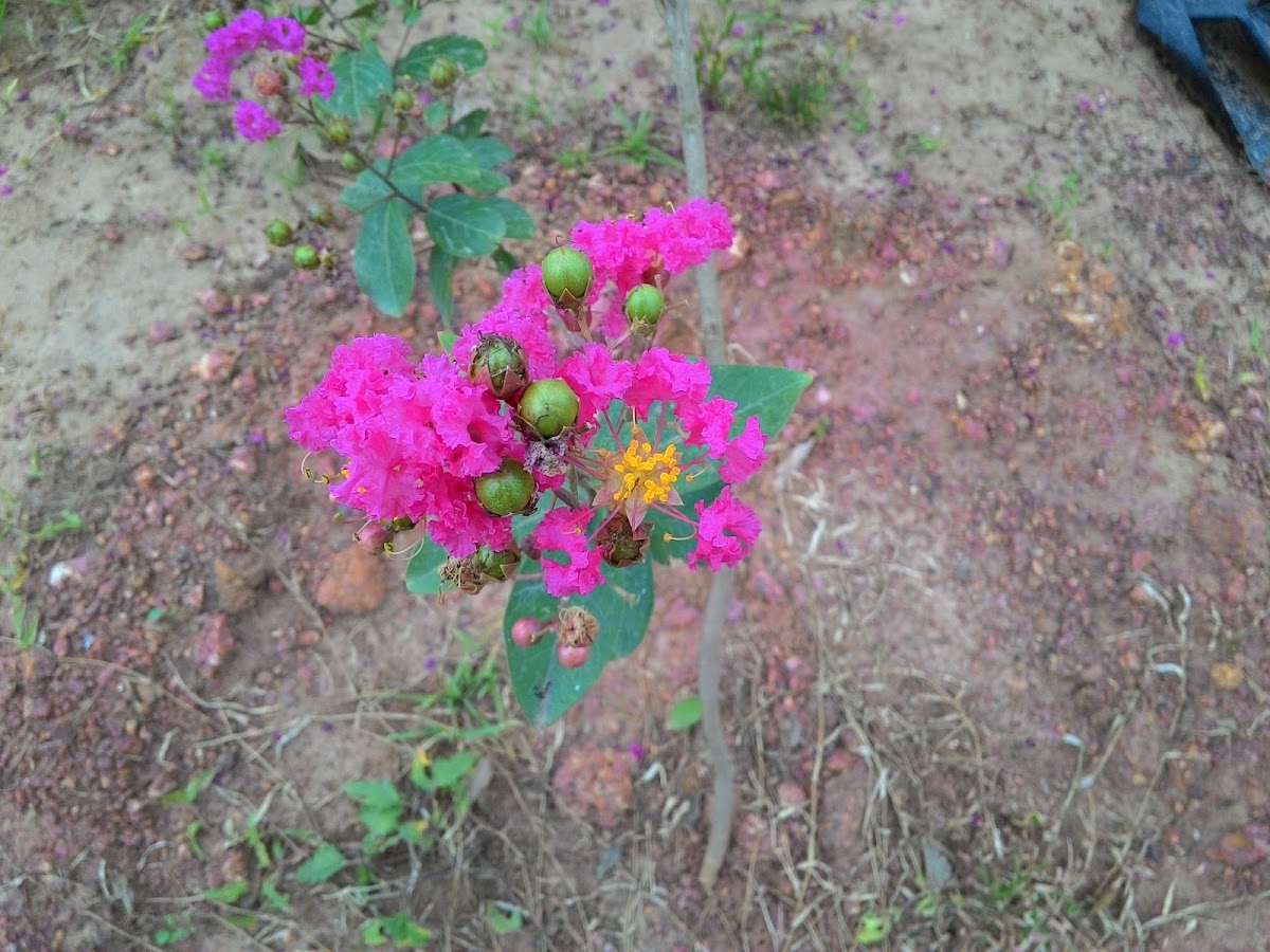 Common Crape Myrtle (Pink variety)