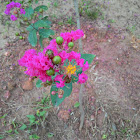 Common Crape Myrtle (Pink variety)