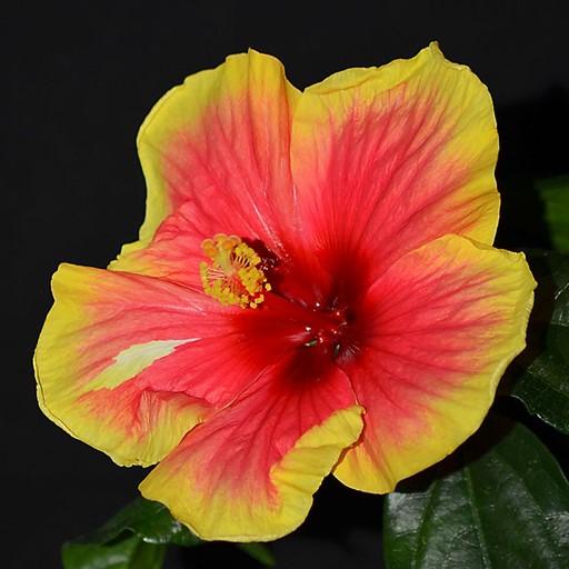 Hibiscus Wallpapers
