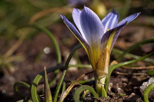 Romulea bulbocodium