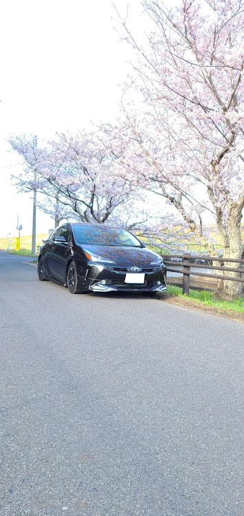 プリウスの春探しの旅・サクラと愛車・桜とコラボ🌸・コロナウイルスに負けるな !!に関するカスタム事例の投稿画像1枚目
