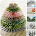 DIY Christmas Decorations icon