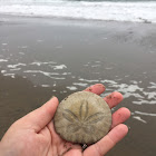 Eccentric Sand Dollar