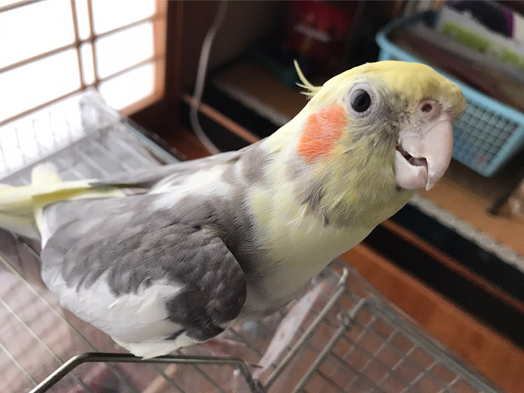 シルビアの鳥好き・もふちり💕に関するカスタム事例の投稿画像3枚目