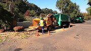 Cape Town council staff chip a tree infested with shot hole borer in Helderrand, Somerset West.