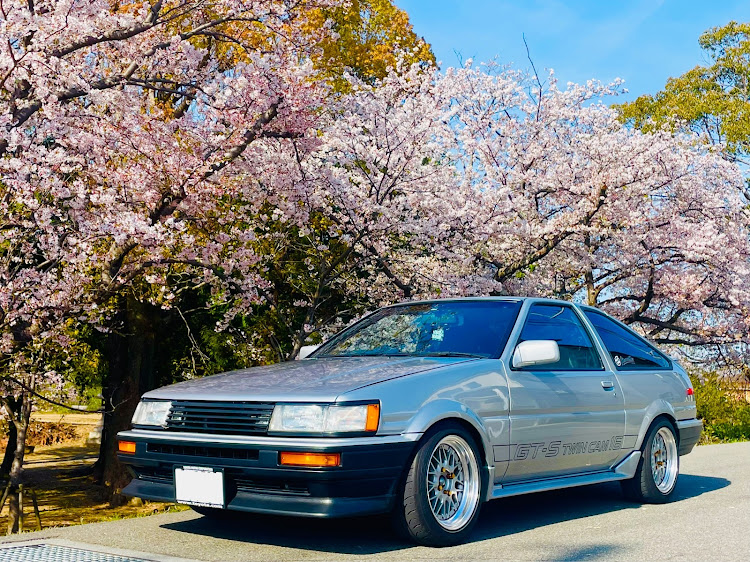 カローラレビンのサクラと愛車・桜と愛車・桜シーズン開幕・ハチロクに関するカスタム事例の投稿画像2枚目