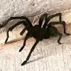 Tarantula