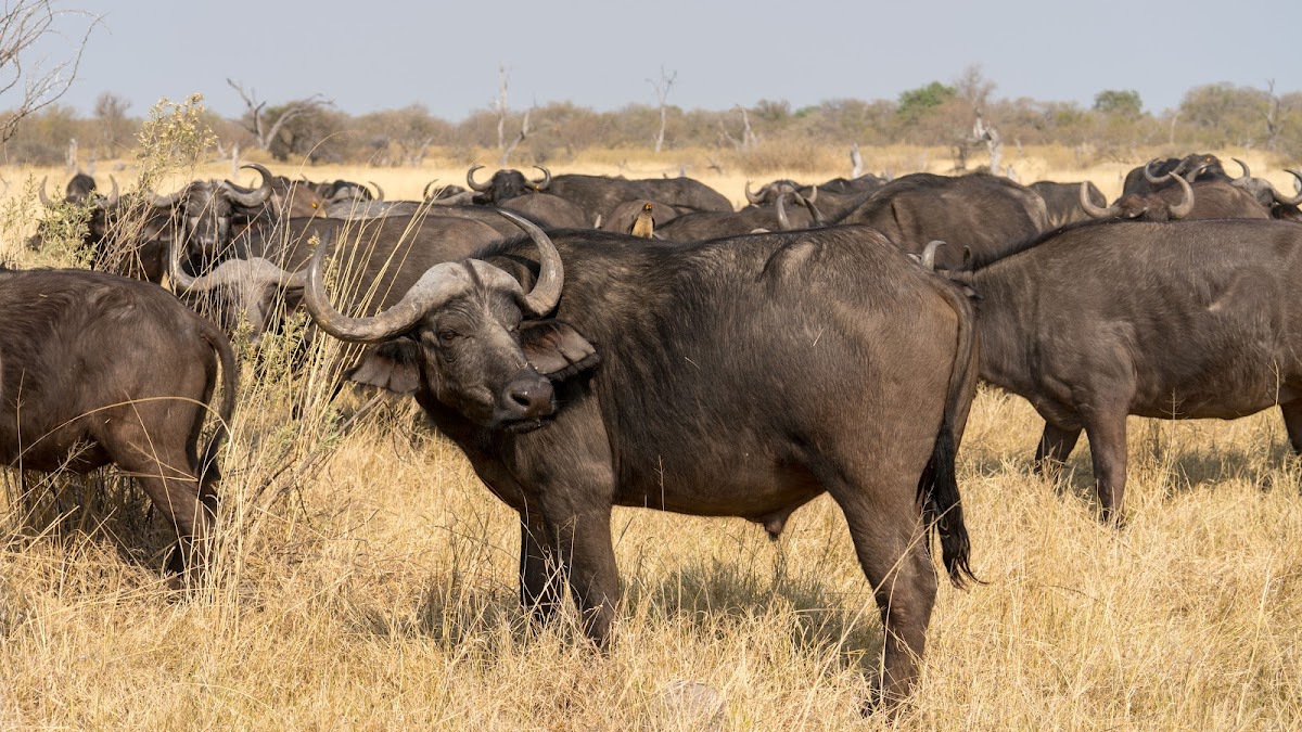 Cape buffalo