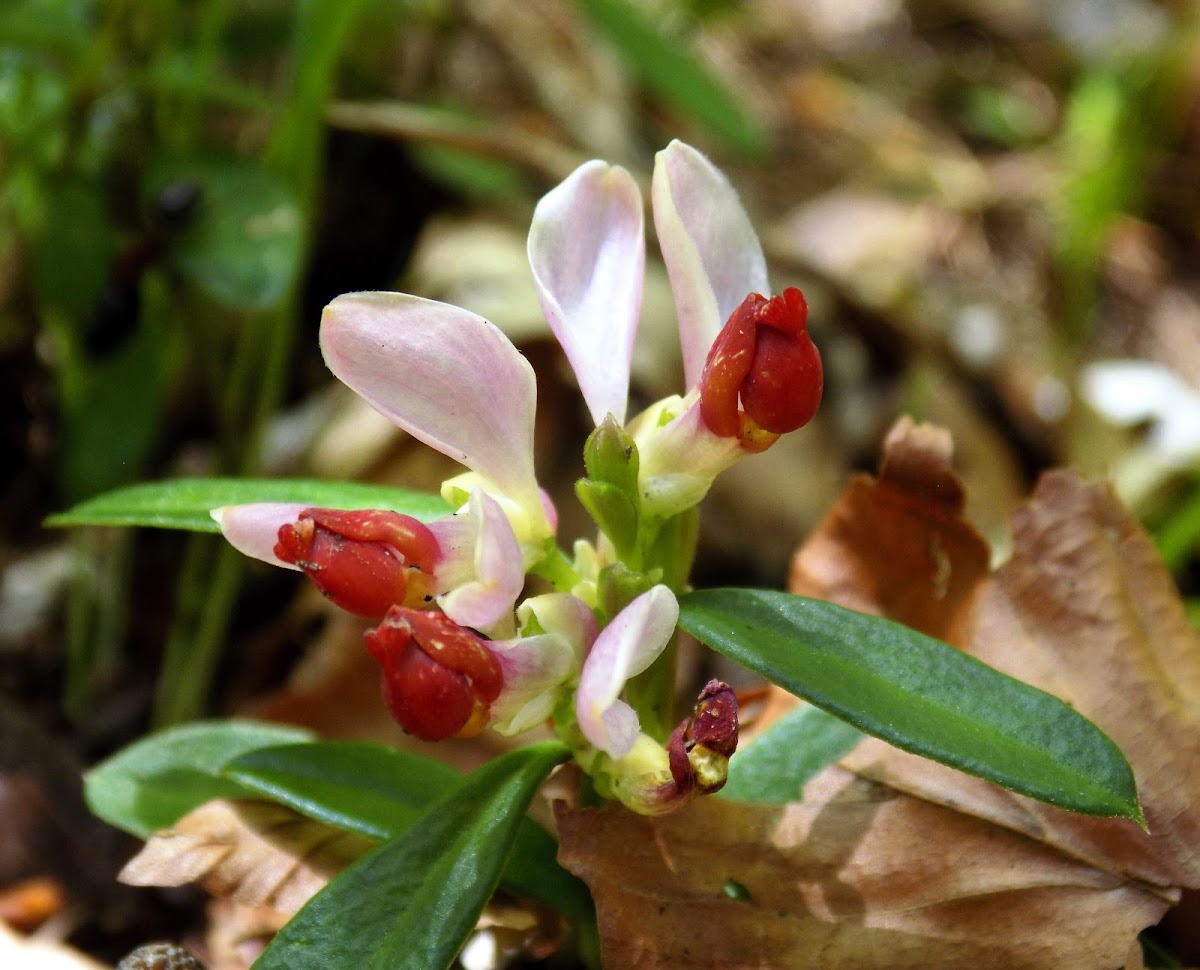 Shrubby Milkwort