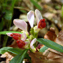 Shrubby Milkwort