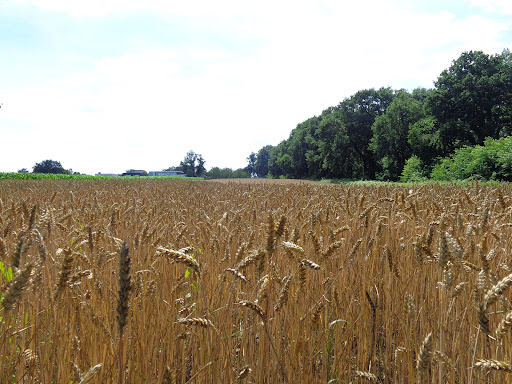 Spiegel van de Natuur