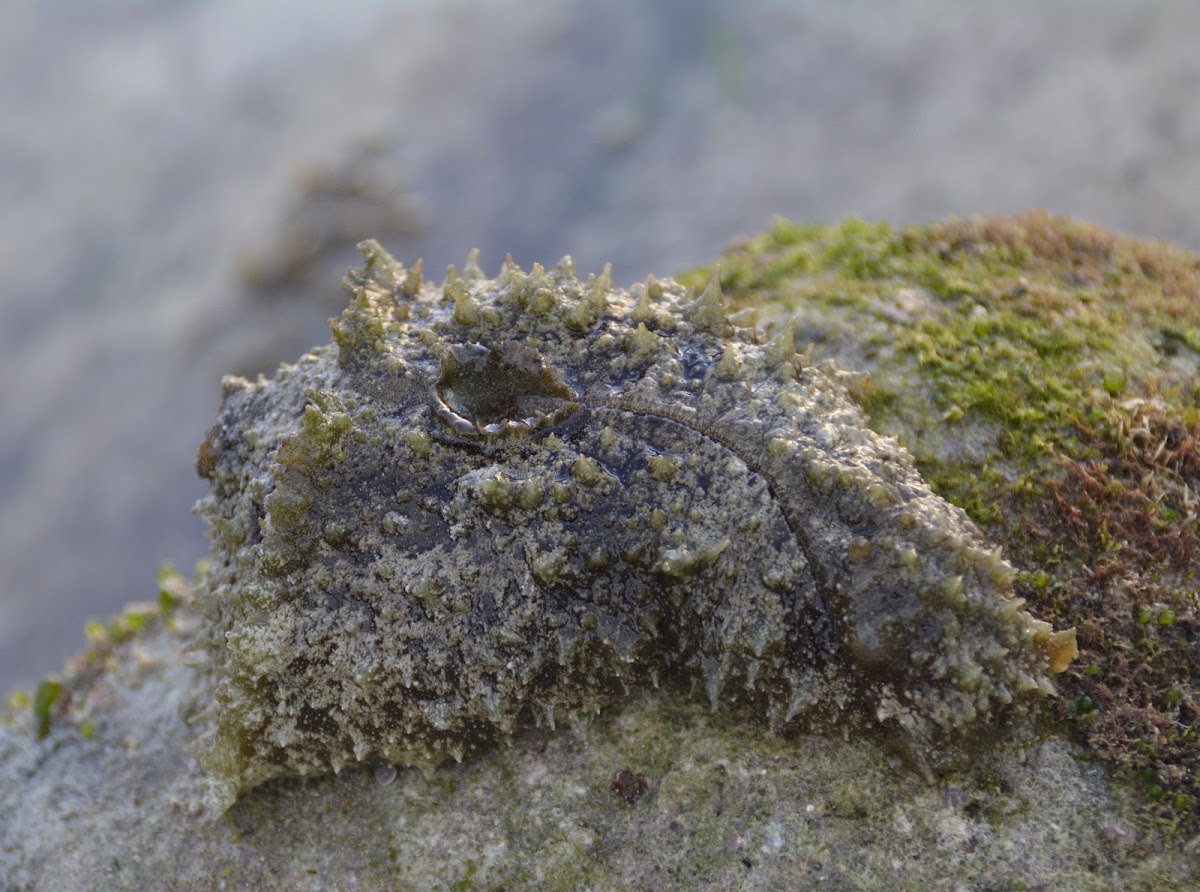 Sea Hare