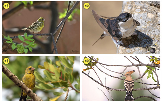 Sparrou - Identifica aves con fotos y audios