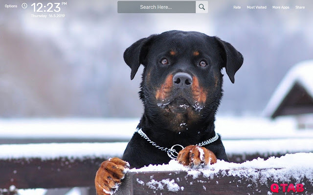 Rottweiler Cute Dogs Wallpapers HD Theme