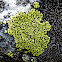 Tile Lichen