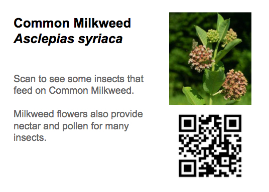 Common Milkweed sign jpg.jpg