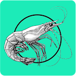 Cover Image of 下载 Shrimp Farming BD 2.1 APK