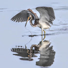 Tricolored Heron