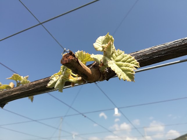 ぶどうの芽はこんな風に出てきます ひとつぶ堂