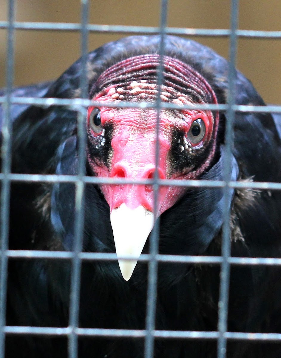 Turkey Vulture