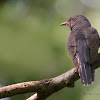 GREY BELLID CUCKOO