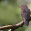 GREY BELLID CUCKOO