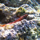 Red Blackfaced Blenny