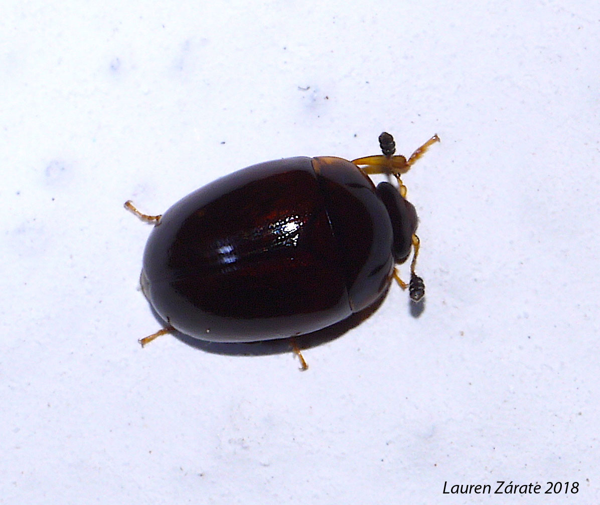 Shining Flower Beetle