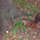 Eurasian red squirrel / Обыкновенная белка.Векша