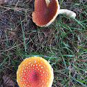 Fly agaric