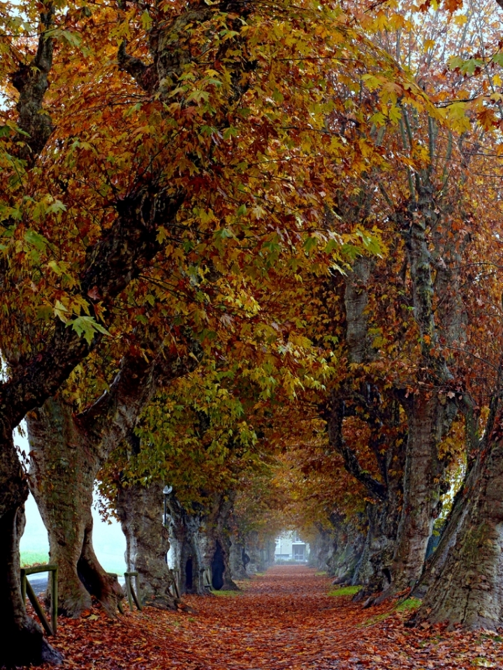 Viale d'autunno di Naldina Fornasari