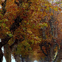 Viale d'autunno di 