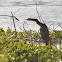 Anhinga