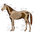 Horse Anatomy Diagrams : Equine Anatomy7.0