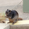 Rock Squirrel