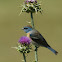 Lazuli Bunting (1st yr)