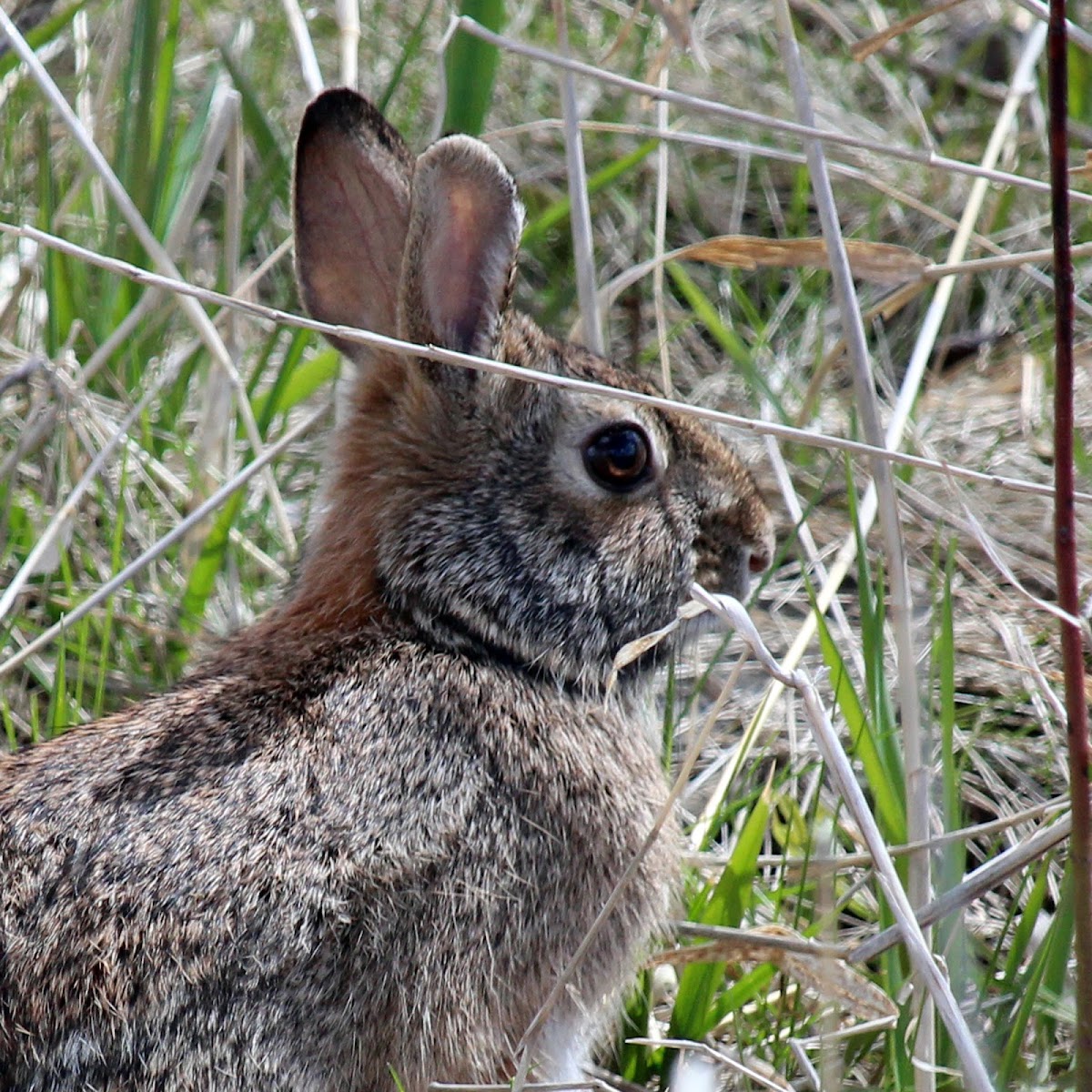 Eastern Cottontail Rabbit