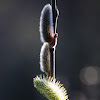 Willow Catkins; Inflorescencias de Sauce