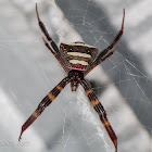 orb web spider