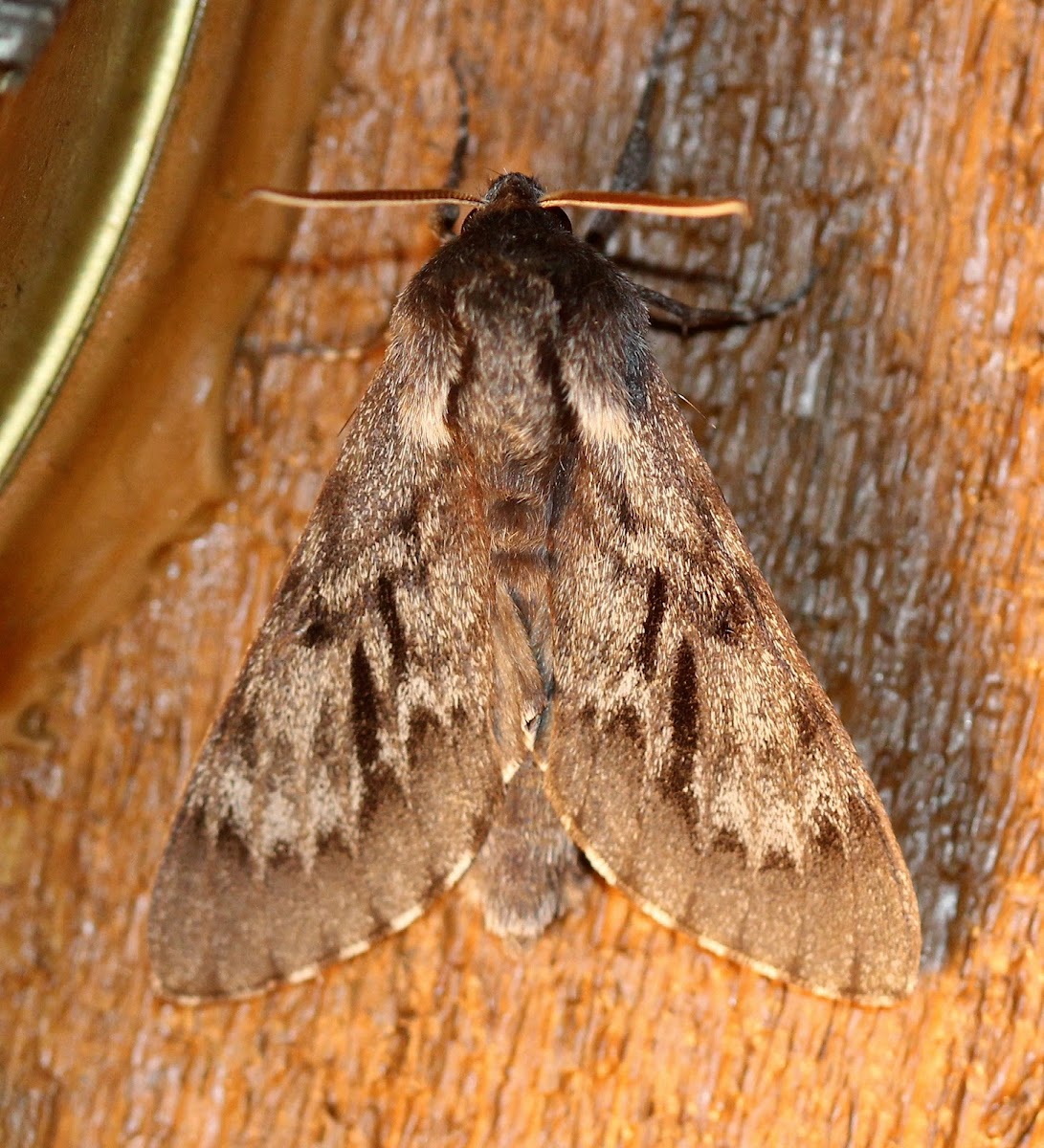 Northern Pine Sphinx