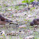 Linnet; Pardillo Común