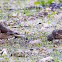 Linnet; Pardillo Común