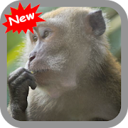 Monkey 1.1 Icon